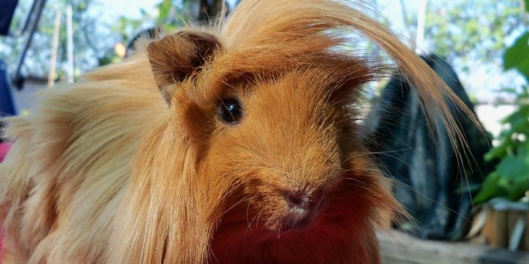 ¿Cuáles son las mejores jaulas para que una cobaya sea feliz?