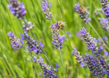 Xornada en Mondariz sobre o aproveitamento sostible de plantas de interese medicinal, aromático e cosmético
