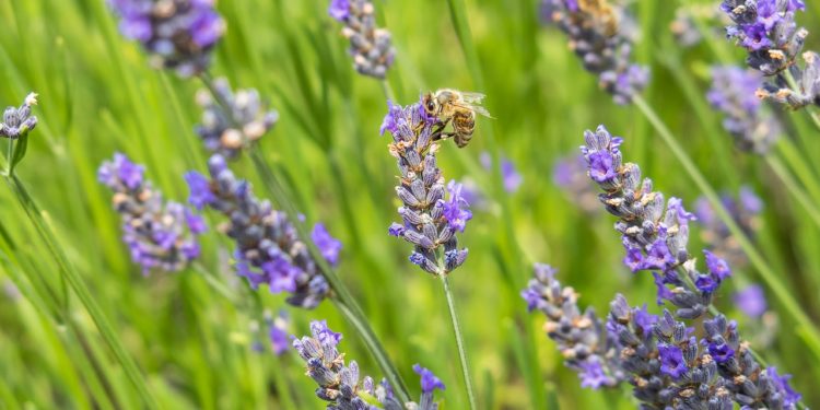 Xornada en Mondariz sobre o aproveitamento sostible de plantas de interese medicinal, aromático e cosmético