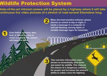 Proponen usar sensores infrarrojos para evitar colisiones con animales como la de Oia