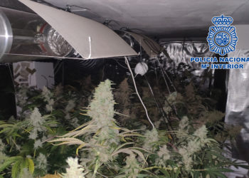 Dos detenidos en Vigo por producir y vender “grandes cantidades” de marihuana desde un bajo-vivero