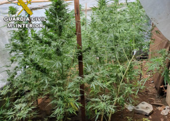 La Guardia Civil interviene dos plantaciones de marihuana en Salvaterra y As Neves