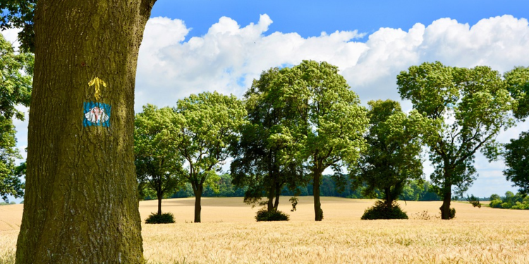 En el Camino de Santiago convergen naturaleza, cultura, historia, aventura y renovación de la fe