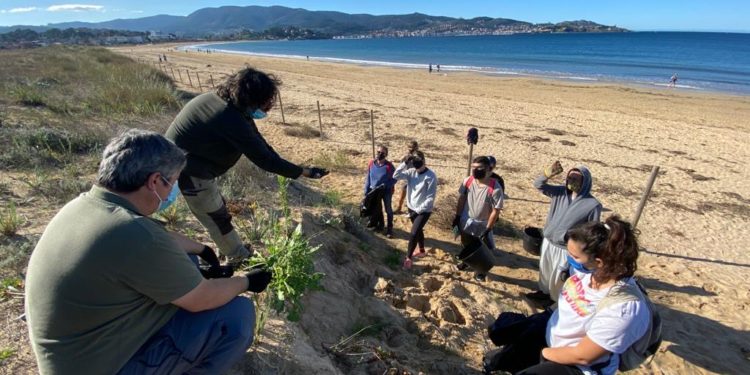As dunas de Praia América-Panxón gañan a primeira batalla contra as plantas invasoras