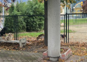 La felicidad de los perros