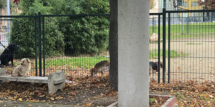 La felicidad de los perros