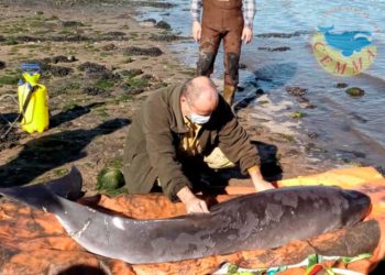 Rescatan a un cachalote varado en la ría de Vigo