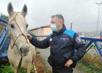 Localizados en Vigo dos caballos que irrumpieron en la calzada