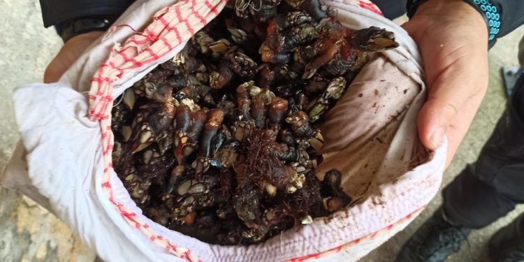 Sorprenden extrayendo percebe en Toralla a un furtivo que siguió cogiendo marisco delante de la policía