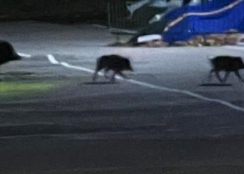 Una familia de jabalíes, de paseo por O Vao