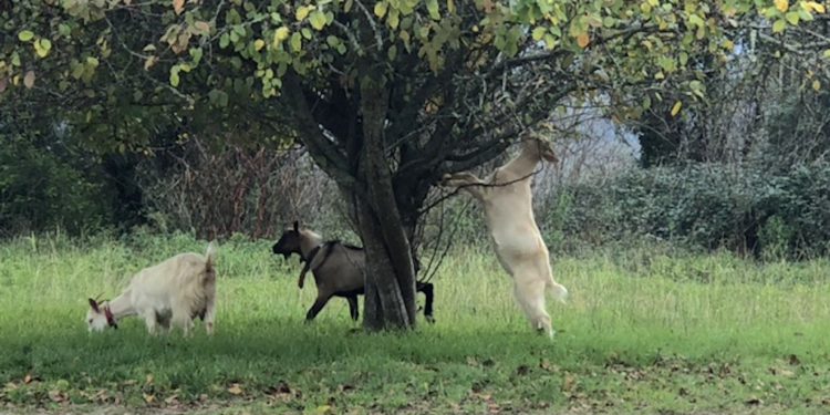 La libertad de las cabras