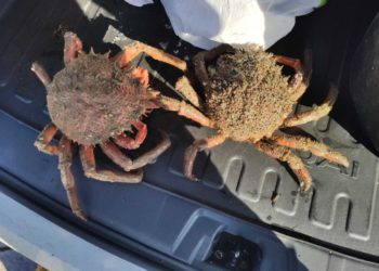 A Policía Autonómica comisa máis de 18 quilos de produtos do mar no porto de Cangas