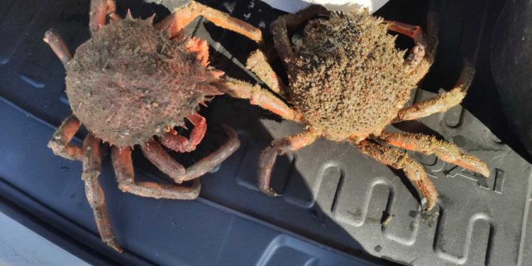 A Policía Autonómica comisa máis de 18 quilos de produtos do mar no porto de Cangas