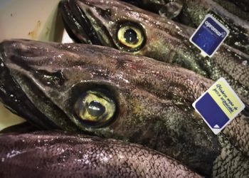 Armadores gallegos lanzan su «Merluza negra responsable»